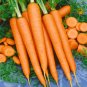 Tendersweet Carrot Seeds 1000+ Vegetable Garden NON-GMO