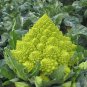 Romanesco Broccoli Seeds 500+ Vegetable Garden NON-GMO