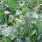 Broccoli Raab Seeds 600+ Spring Rapini Vegetable NON-GMO HEIRLOOM