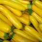 Squash Seeds Golden Zucchini 25 Ct Summer Vegetable NON-GMO