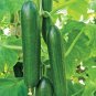 Ashley Long Cucumber Seeds 50+ Ct Vegetable HEIRLOOM NON-GMO