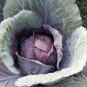 Red Acre Cabbage Seeds 500+ Vegetable Garden NON-GMO