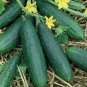 Spacemaster Cucumber Seeds 60+ Ct Vegetable Garden Ct NON-GMO