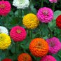 Lilliput Zinnia Seeds Mix, 50 Seeds, Zinnia Elegans, NON-GMO, Colorful