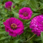 Purple Prince Zinnia Seeds, 50 Seeds, NON-GMO