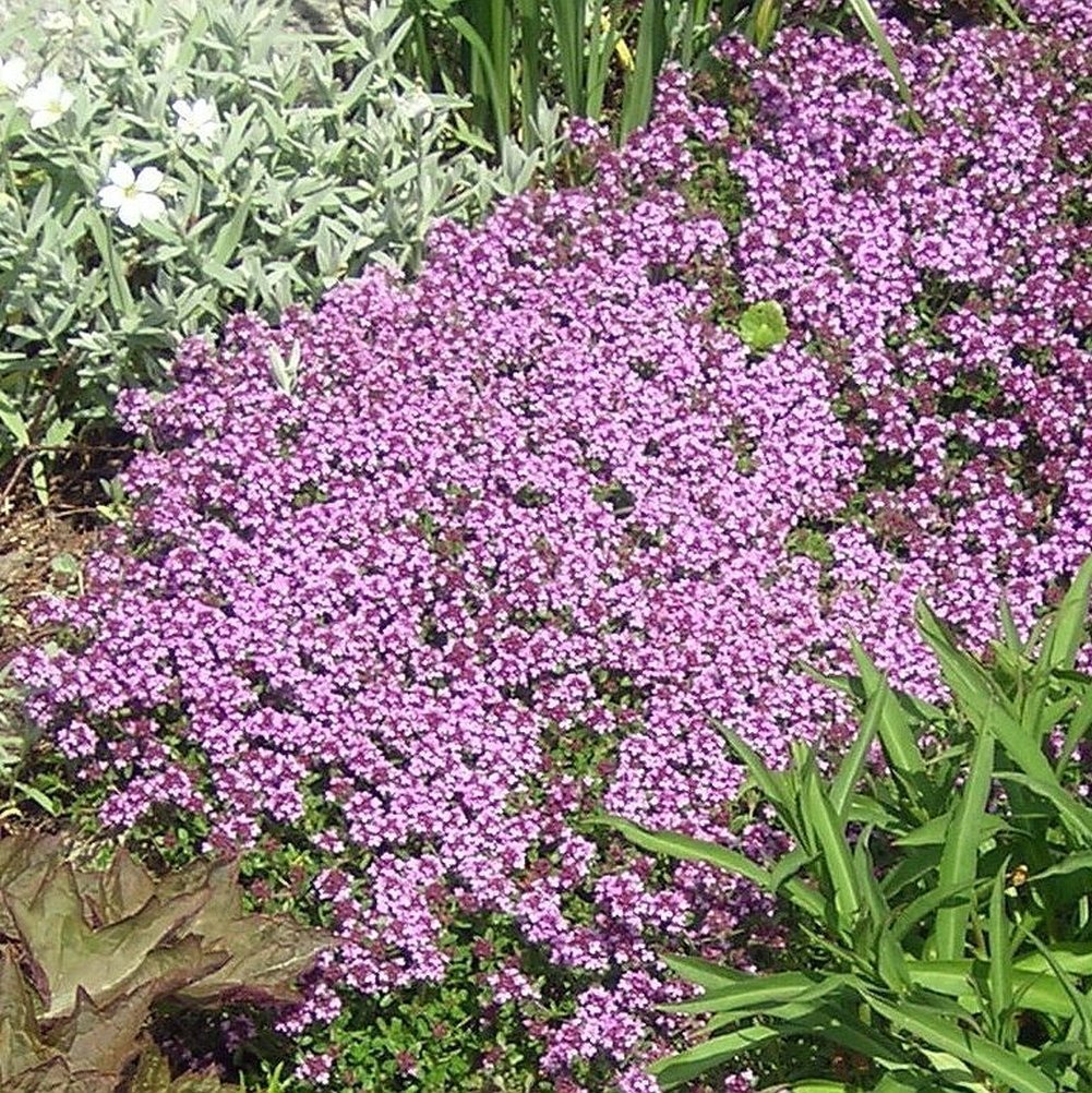 Dwarf Creeping Thyme Seeds, Thymus Serpyllum, 3500 Seeds or 1/2 Gram, Ground Cover