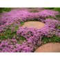 Dwarf Creeping Thyme Seeds, Thymus Serpyllum, 3500 Seeds or 1/2 Gram, Ground Cover