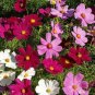 Dwarf Cosmos Seed Mix, 70 Seeds or 1/2 Gram, Short & Compact, Colorful, Pollinators