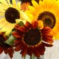 Autumn Beauty Sunflower Mix, 35 Seeds, Very Colorful