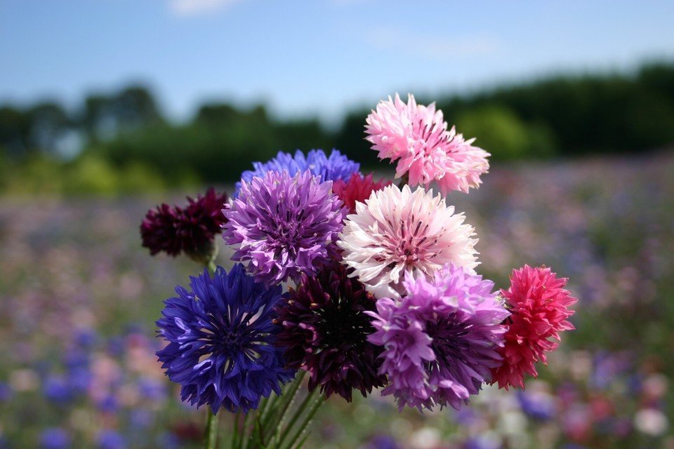 Bachelor Button Dwarf Polka Dot Mix Seeds, 500 Seeds or 2 Gram, Dwarf Centaurea
