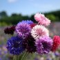 Bachelor Button Dwarf Polka Dot Mix Seeds, 500 Seeds or 2 Gram, Dwarf Centaurea