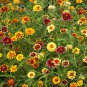 Persian Carpet Mexican Zinnia Mix Seeds, 50 Seeds, Bi-Colored Blooms, Stunning
