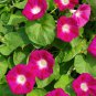 Scarlet O'Hara Morning Glory Seeds, 30 Seeds, Climbing Vine