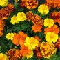 French Marigold Sparky Mix, 175 Seeds or 1/2 Gram, Beautiful Colors, Garden Pest Deterrent