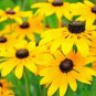 Black Eyed Susan Seeds, 1400 Seeds or 1/2 Gram, Rudbeckia Hirta, Classic Wildflower