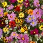 All Annual Wildflower Seed Mix, 1000 Seeds or 1 Gram, 19 Full Sun Annual Flowers