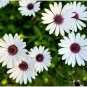 White Cape Daisy Seeds, 275 Seeds, Trailing African Daisy, Blue-Eyed Daisy