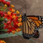 Blood Flower Seeds, 175 Seeds or 1/2 Gram, Tropical Milkweed, Mexican Butterfly Weed
