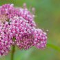 Swamp Milkweed Seeds, 35 Seeds, Asclepias Incarnata, Rose Milkweed, Easy Grow