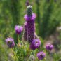 Purple Prairie Clover, 300 Seeds or 1/2 Gram, Violet Prairie Clover, Attracts Pollinators