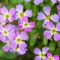 Virginia Stock Seeds, 1200 Seeds or 1/2 Gram, Malcolmia maritima, Beautiful Colorful Blooms