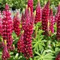 Red Russell Lupine Seeds, 20 Seeds or 1/2 Gram, My Castle, Red Castle, Variety Sizes