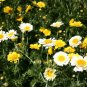 Garland Daisy Mix Seeds, Chrysanthemum, 600 Seeds or 1 Gram, Crown Daisy