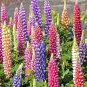Russell Lupine Seeds, Mixed Colors, 50 Seeds, Lupinus polyphyllus