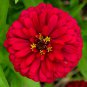 Cherry Queen Zinnia Seeds, 100 Seeds, NON-GMO, Easy Grow