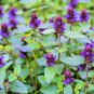 Heal All Seeds, Self Heal, Dragon Head, 200 Seeds or 1/4 Gram, Heart of the Earth