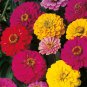 Dahlia Flowered Zinnia Mix, Elegans, Mixed Colors, 100 Seeds, Easy Planting
