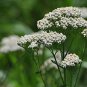 White Yarrow Wildflower Seeds, 3500 Seeds or 1/2 Gram, Western Yarrow, Milfoil, Sneezewort