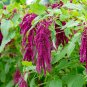 Amaranth Love Lies Bleeding Seeds, 1750 Seeds or 1 Gram, Inca Wheat, Tassel Flower, NON-GMO