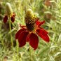 Dwarf Red Coneflower Seeds, 450 Seeds or 1/4 Gram, Mexican Red Hat, Columnar Upright Prairie