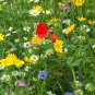 Dry Land Wildflower Seed Mix, 1/2 Gram or 200 Seeds, Arid or Drought Landscape, Dry Area, 20 Species