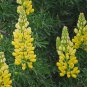 Yellow Lupine Seeds, 20 Seeds Lupinus densiflorus aureus, Whitewhorl Lupine