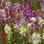 Northern Lights Snapdragon Seeds Mix, 7000 Seeds or 1/2 Gram, Multi Color Blooms, Pollinators