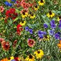 Southeast Wildflower Seed Mix, 25 Stunning Annuals and Perennials, 400 Seeds