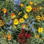 Gulf Coast Wildflower Seed Mix, 24 Species, 500 Seeds