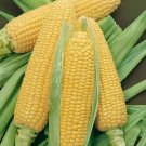 Bodacious Sweet Corn Seeds, F1 SE Hybrid, 30 Seeds or 1/4 OZ Bodacious Sweet Corn Seeds, F1 SE Hybrid, 30 Seeds or 1/4 OZ
