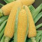 Bodacious Sweet Corn Seeds, F1 SE Hybrid, 30 Seeds or 1/4 OZ