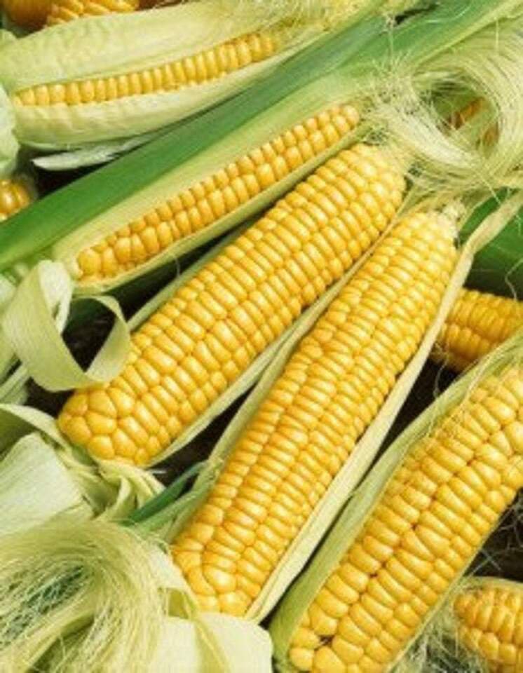 Early Golden Bantam Sweet Corn Seeds, 15 Seeds or 1/8 OZ, NON-GMO, Heirloom