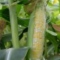 Peaches and Cream Sweet Corn Seeds, Bicolor Corn, (F1 Hybrid), 15 Seeds or 1/8 OZ