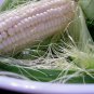 Silver Queen Sweet Corn Seeds, White Sweet Corn F1 Hybrid, 15 Seeds or 1/8 OZ