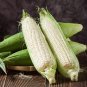 Boone County White Dent Sweet Corn Seeds, White Sweet Corn, Heirloom, 10 Seeds or 1/8 OZ
