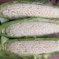 Country Gentleman Sweet Corn Seeds, White Shoepeg Corn, Heirloom, 25 Seeds or 1/8 OZ