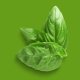 Basil