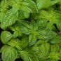 Genovese Basil Herb Seeds, NON-GMO, Heirloom, 250 Seeds