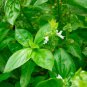 Clove Scented Basil - 250 Seeds, NON-GMO, Heirloom