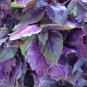 Dark Opal Basil - 250 Seeds, NON-GMO, Heirloom